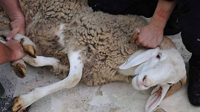 بينهم سيدات.. 138 إصابة بسبب ذبح الأضاحي في الشرقية