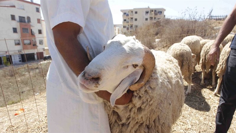 أضحية العيد