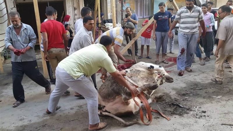 ذبح الاضاحي في الشوارع