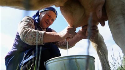 «الزراعة» تُعلن أرقام التحصين ضد«القلاعية والوادي المتصدع» 