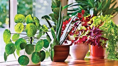  تعطيكِ طاقة إيجابية.. 7 نباتات طبيعية ازرعيها في منزلك