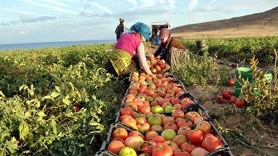 «الزراعة»: ارتفاع الصادرات إلى أكثر من 4.2 مليون طن