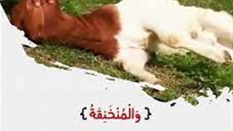 هير نيوز