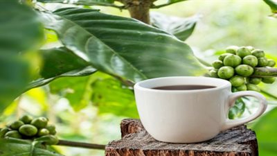 لو حامل.. احذري القهوة الخضراء قد تؤدي لإجهاض الجنين