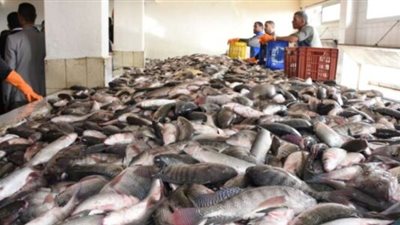 أسعار السمك اليوم الأحد والبلطي بـ 23 جنيهًا 