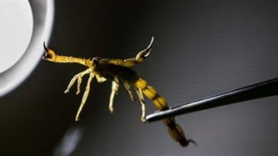 إصابة طفلة بإعياء بعد لدغها من عقرب بسوهاج