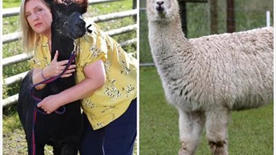 سيدة تناشد زوجة رئيس وزراء بريطانيا إنقاذ حيوان الألبكة من الذبح