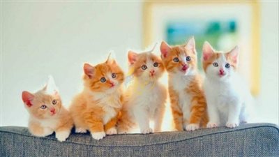 في يومهم العالمي.. 25 معلومة مذهلة لا تعرفيها عن القطط 