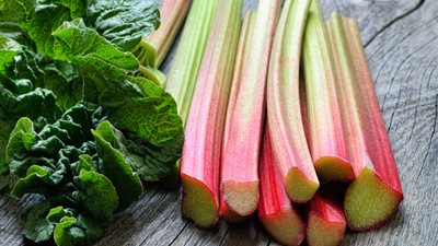 يُعالج 14 مرضًا.. فوائد مذهلة لنبات الراوند