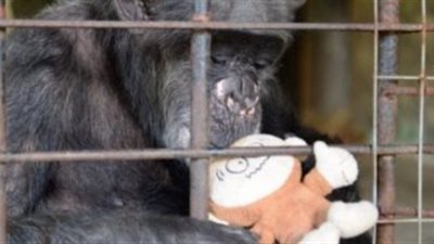 نفوق أكبر شمبانزي في أوروبا عن عمر 49 عامًا