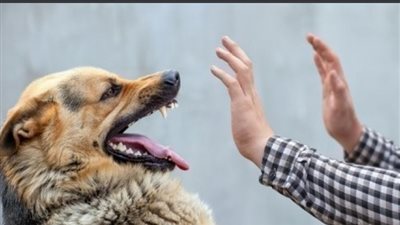 لتجنب مرض السعار القاتل.. ماذا تفعلين إذا تعرضتِ لعضة كلب؟