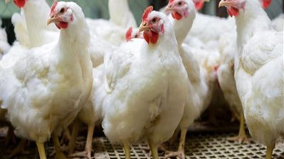 أسعار الدواجن والبيض اليوم الخميس