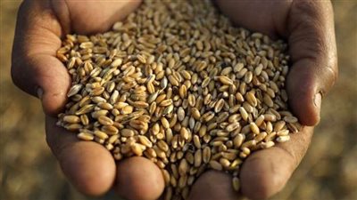 مصر تؤمن مخزون السلع في زمن كورونا: القمح من روسيا وأوكرانيا وفرنسا ورومانيا والفول من أستراليا وإنجلترا.. والزيوت من الأرجنتين وروسيا وأوكرانيا.. واللحوم الحية والمجمدة من السودان 