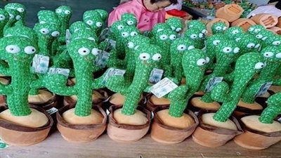 خبيرة طاقة تُحذر: «الصبارة الراقصة» رمز الشر في بيتك