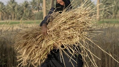 في عيد الفلاح.. المرأة الريفية شريكة كفاحه منذ الفراعنة