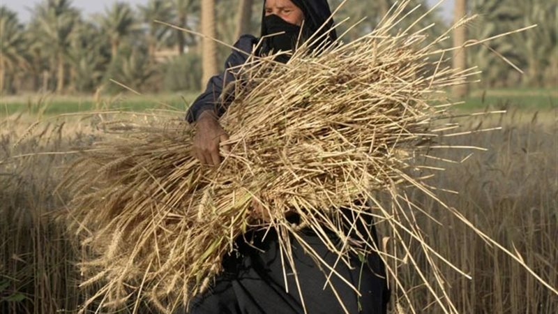 هير نيوز