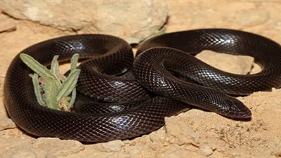 الثعابين في المنام قوة شخصية أم أعداء متربصون؟!