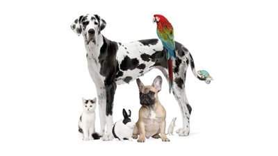 كيف يمكنكِ الاعتناء بالحيوانات الأليفة داخل منزلك؟