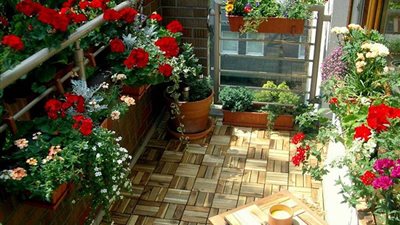 «الورد مش بيسحب الأكسجين».. فوائد زراعة الزهور في المنزل