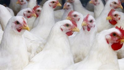 ارتفاع بسيط في أسعار الدجاج اليوم 30 سبتمبر