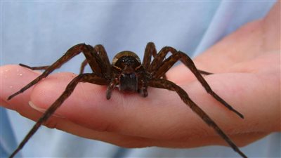 تفسير حلم العناكب للعزباء والمتزوجة