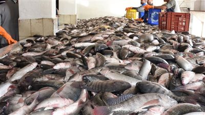 أسعار السمك اليوم الأحد