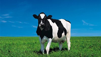 تفسير حلم البقرة في المنام للعزباء والمتزوجة والحامل 