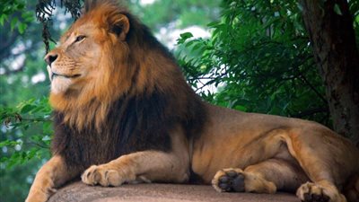 تفسير حلم الأسد للعزباء والمتزوجة والحامل 