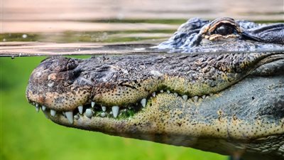 تفسير حلم التمساح في المنام للعزباء والمتزوجة والحامل 