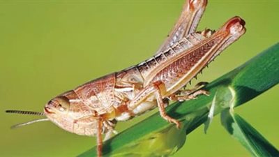 تفسير حلم الجراد في المنام للعزباء والمتزوجة والحامل