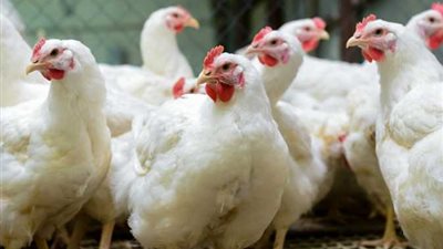 البانيه بـ70.. أسعار بورصة الدواجن اليوم