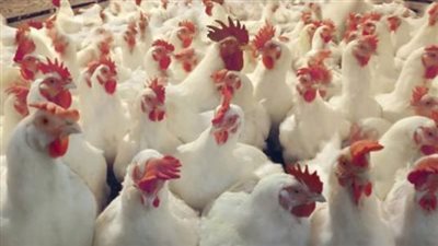 أسعار بورصة الدواجن اليوم