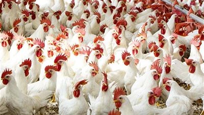 أسعار الفراخ اليوم السبت 