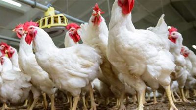 أسعار بورصة الدواجن والبيض اليوم الخميس