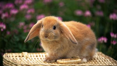 تنشيط القدرة الجنسية وفقدان الوزن.. فوائد لحم الأرانب لصحتك