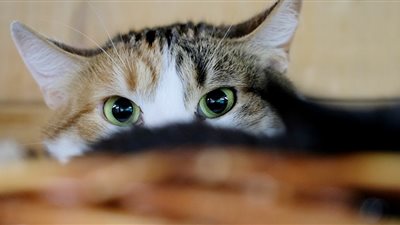 بعد أن أشعلت الحرب بين دول العالم.. تعرف على مركز مصر في لعبة «بوب كات»