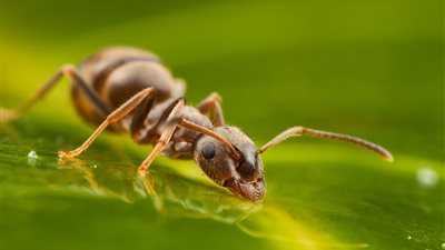 تفسير حلم النمل في المنام وعلاقته بالفقر والحسد