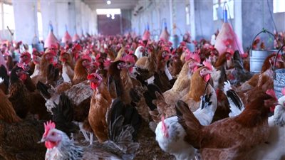 أسعار الدواجن والبيض والكتاكيت اليوم الجمعة