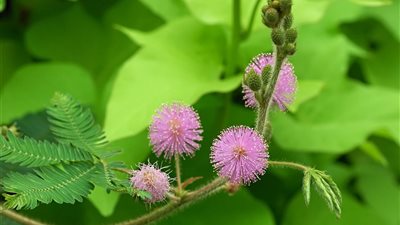 لا تتركي الحزن يسيطر عليكِ.. أعشاب تساعدك في علاج الاكتئاب 