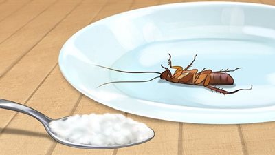 5 نصائح للحفاظ على منزلك خاليًا من الحشرات بدون مواد كيميائية