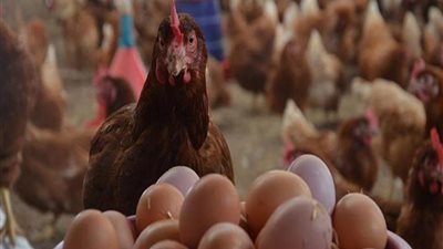 أسعار الدواجن والبيض في الأسواق اليوم الجمعة