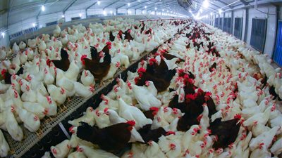 أسعار الفراخ والبيض والكتاكيت في بورصة الدواجن اليوم السبت