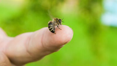 يا بختك.. تفسير رؤيا النحل في المنام