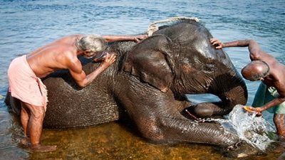 «بطاقة شخصية للأبقار».. 14 مفاجأة تجعل من الهند بلد العجائب| صور