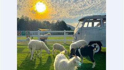 خبيرة طاقة تُحذر من البيع في الزمن صفر 