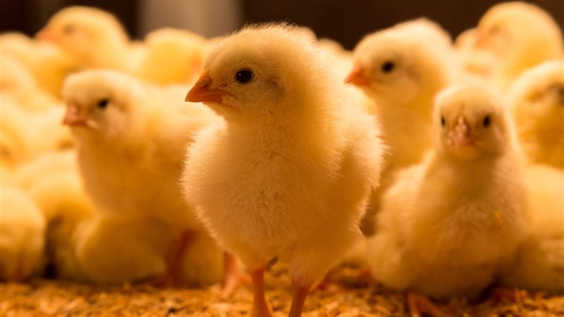 أسعار الدواجن والبيض