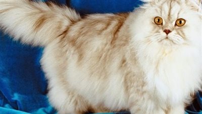 بعد« بوبوس» قط ياسمين عبد العزيز.. أشهر أنواع وأسماء القطط 