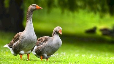 تفسير حلم الإوز في المنام وعلاقته بالإنجاب والترقية