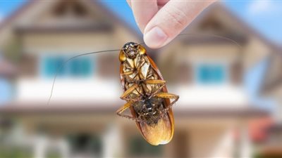 أسباب وكيفية مواجهة غزو الحشرات للمنازل رغم نظافتها