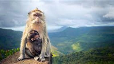 «القردة الحديدية».. قادت انقلابًا على الإمبراطورية لتصبح أول زعيمة بحديقة تاكاساكياما